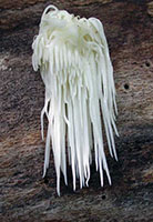 Hericium erinaceus.